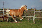 galoppierender Haflinger / galloping haflinger horse