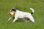 spielender Parson Russell Terrier / playing PRT