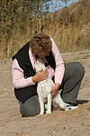 Parson Russell Terrier