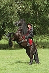 Frau reitet Friese / woman rides friesian horse