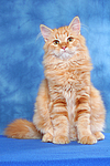 Sibirische Katze / siberian cat