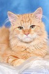 Sibirische Katze / siberian cat