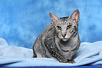 Orientalisch Kurzhaar / oriental shorthair