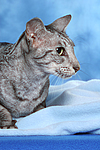 Orientalisch Kurzhaar / oriental shorthair