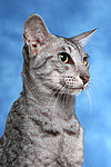 Orientalisch Kurzhaar / oriental shorthair