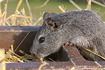 Glatthaarmeerschwein / smooth-haired guninea pig