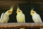 Nymphensittiche / cockatiels