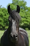 Friese Portrait / friesian horse portrait