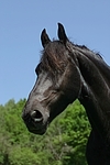 Friese Portrait / friesian horse portrait