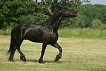 flehmender Friese / flehming friesian horse