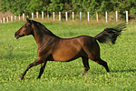 galoppierendes Warmblut / galloping warmblood