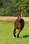 galoppierendes Warmblut / galloping warmblood