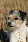 Parson Russell Terrier Portrait