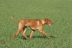 laufender Rhodesian Ridgeback / walking Rhodesian Ridgeback