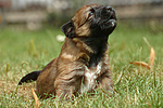 Harzer Fuchs Welpe / Harzer Fuchs puppy