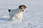 Parson Russell Terrier im Schnee / prt in snow