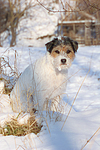 Parson Russell Terrier im Schnee / prt in snow