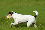 spielender Parson Russell Terrier / playing PRT