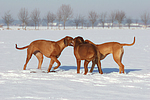 3 Rhodesian Ridgebacks im Schnee / 3 Rhodesian Ridgebacks in snow