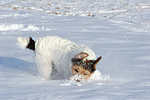 Parson Russell Terrier rennt durch den Schnee / prt running through snow