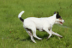 rennender Parson Russell Terrier / running PRT