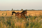 galoppierender Holsteiner / galloping Holsteiner