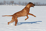 rennender Rhodesian Ridgeback / running Rhodesian Ridgeback