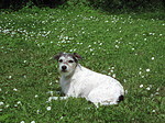 liegender Parson Russell Terrier / lying PRT