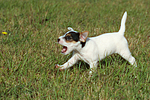 rennender Parson Russell Terrier Welpe / running PRT puppy