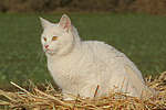 Hauskatze im Stroh / domestic cat in straw