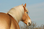 Haflinger Portrait / haflinger horse portrait