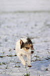 rennender Parson Russell Terrier im Schnee / running PRT in snow