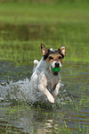 spielender Parson Russell Terrier / playing PRT