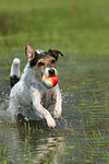 spielender Parson Russell Terrier / playing PRT