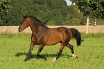 trabendes Warmblut / trotting warmblood