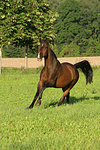 galoppierendes Warmblut / galloping warmblood