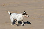 rennender Parson Russell Terrier / running PRT