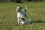 2 Parson Russell Terrier