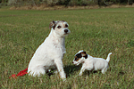 2 Parson Russell Terrier