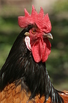 Vorwerkhuhn Hahn Portrait / cock portrait