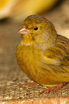 Kanarienvogel / canary