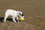 Parson Russell Terrier Welpe / parson russell terrier puppy