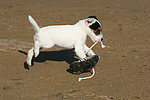 Parson Russell Terrier Welpe / parson russell terrier puppy