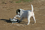 Parson Russell Terrier Welpe / parson russell terrier puppy