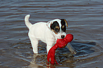 Parson Russell Terrier Welpe / parson russell terrier puppy