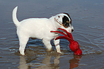 Parson Russell Terrier Welpe / parson russell terrier puppy