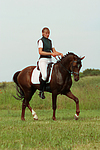 Deutscher Reitpony Hengst / pony stallion