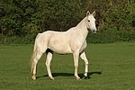 Sachsen Anhaltiner Warmblut / horse