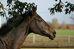 Russisches Vollblut / russian thoroughbred