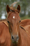 Deutsches Reitpony / Pony